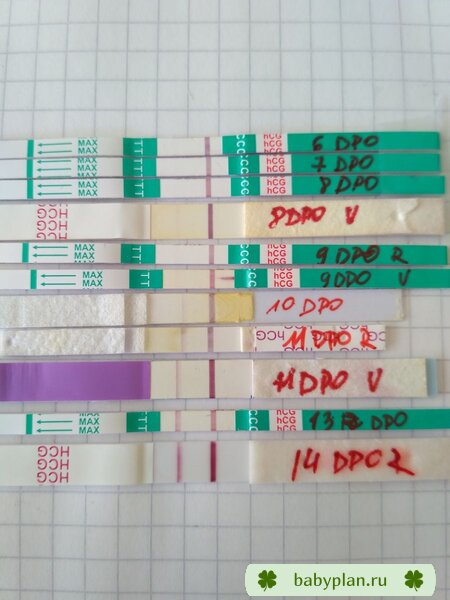6-14 DPO
