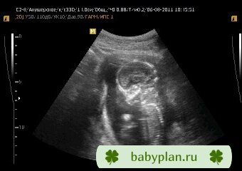 16 недель