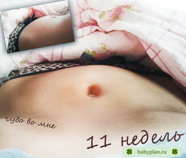 Ровно 11 недель