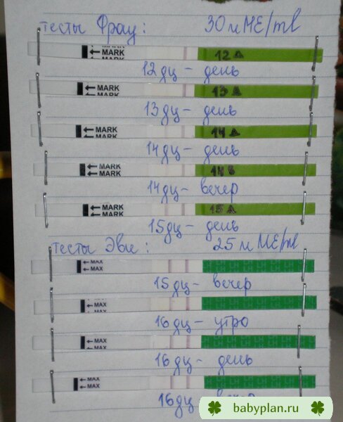 Мои тести на овуляцию с 12 по 16 дц