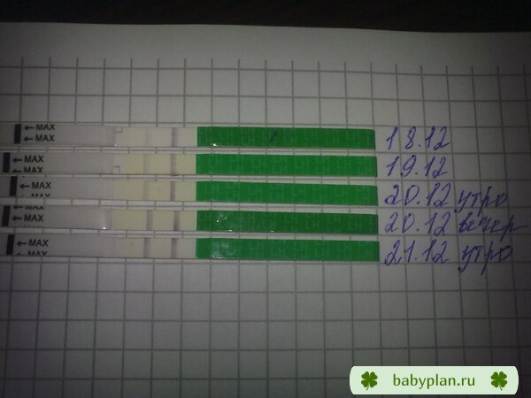 тест eviplan