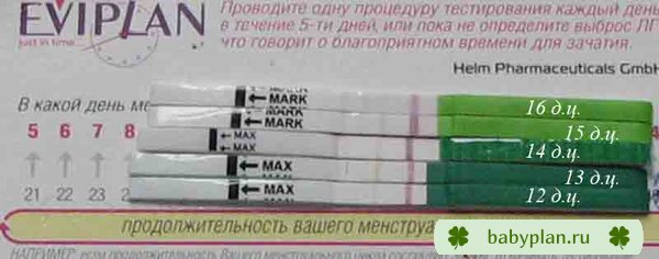 тесты на овуляцию, август