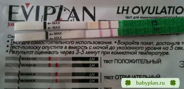 13-14 дни цикла