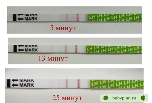 Frautest на овуляцию