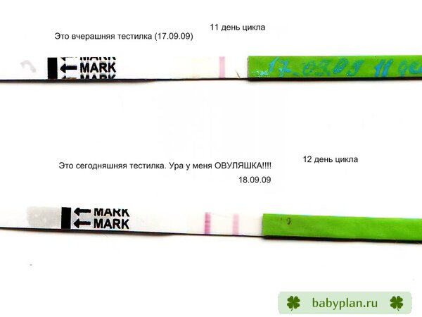 овуляция