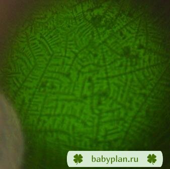 тест на овуляцию happy test ( микроскоп )
