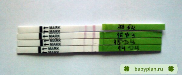 Первые тесты на овульку