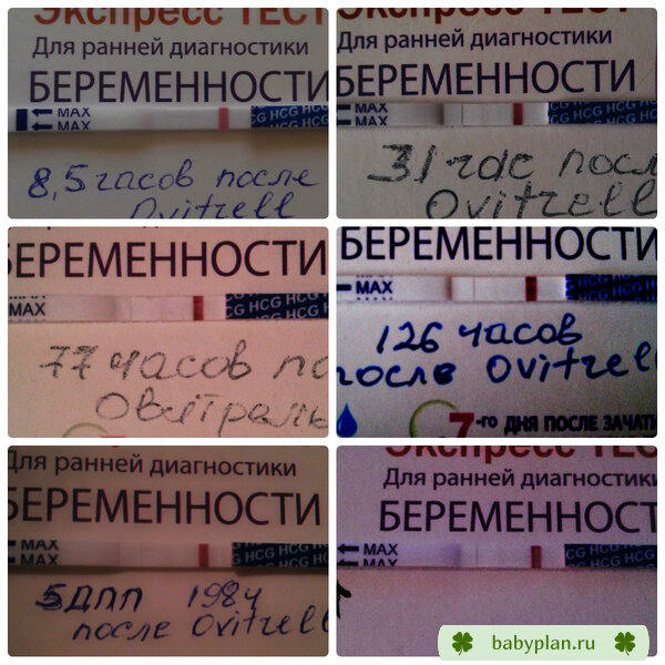 Проявление Овитреля до пункции и после подсадки двухдневного эмбриончика