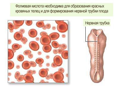 Фолиевая кислота