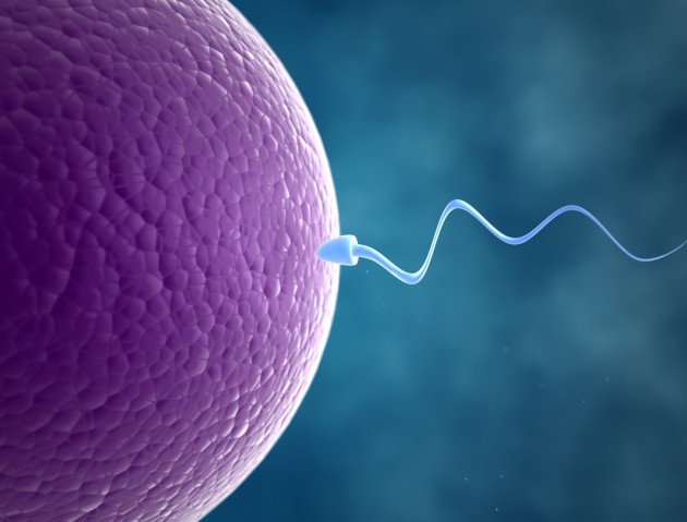 время жизни сперматозоида