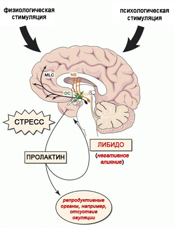 Влияние пролактина на зачатие