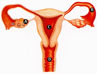 женские репродуктивные органы