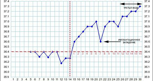 Базальная температура при беременности