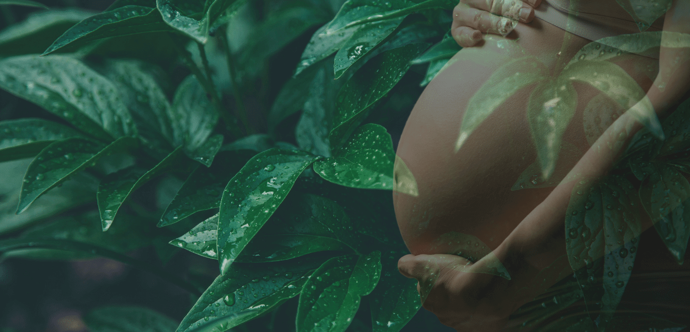 Какие цветы для беременности помогают зачатию