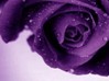 purple_rose