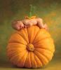 BabyPumpkin