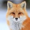 lana fox