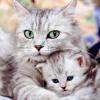 KittyKotenok