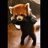 Red Panda