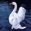 swan25