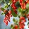 Berberis