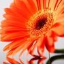 Gerbera_nvkz