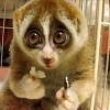 Lemur10
