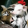 TigerPiggy