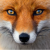 fox83505